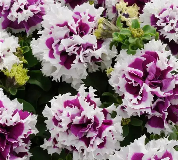 Петуния махровая Пируэт Фиолетовая - Petunia x hybrida Double Pirouette Purple - Фото №1