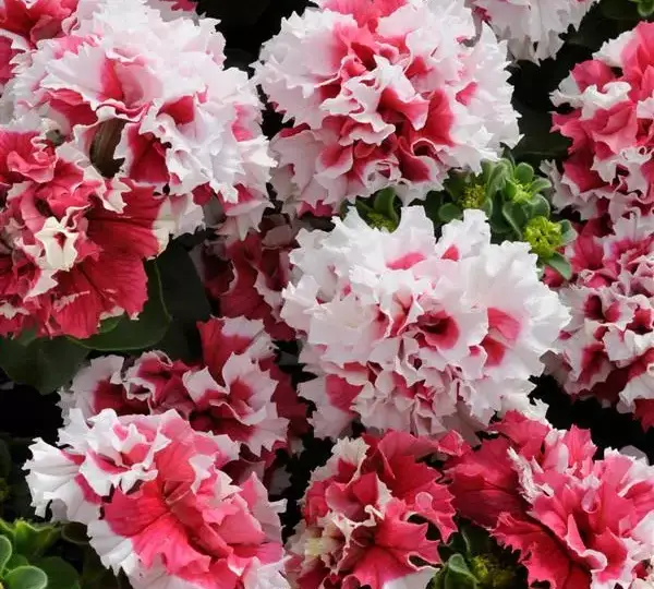 Петуния махровая Пируэт Красная - Petunia x hybrida Double Pirouette Red - Фото №1