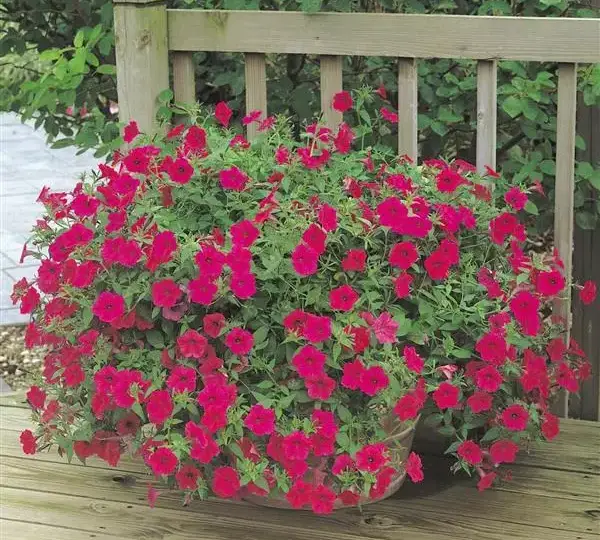 Петуния Тайдл Вейв Черри - Petunia x hybrida Tidal Wave Cherry - Фото №5