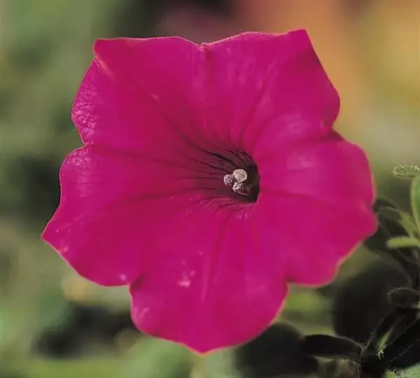 Петуния Тайдл Вейв Черри - Petunia x hybrida Tidal Wave Cherry - Фото №1