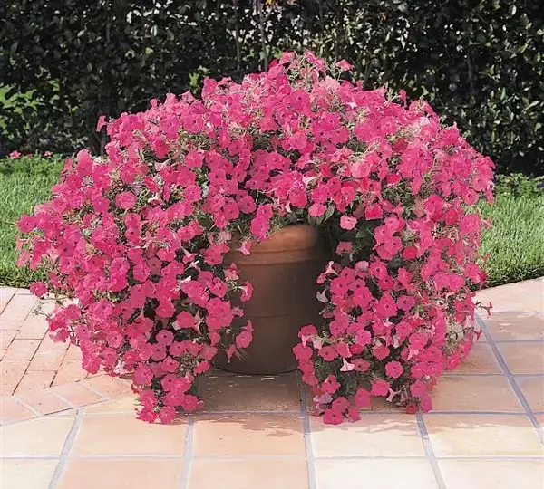 Петуния Тайдл Вейв Хот Пинк - Petunia x hybrida Tidal Wave Hot Pink - Фото №4