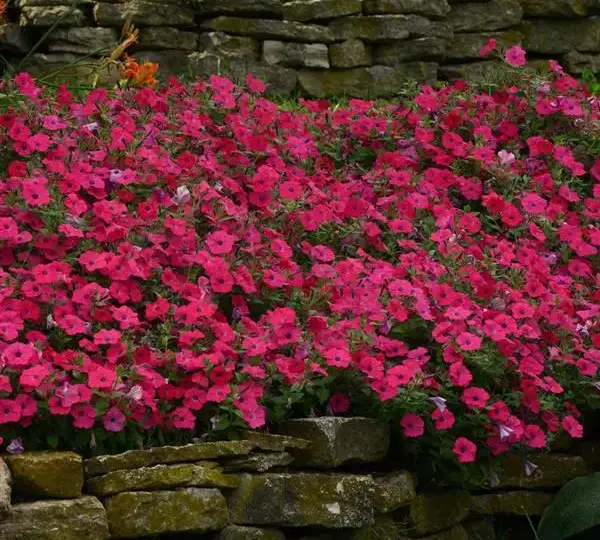 Петуния Тайдл Вейв Хот Пинк - Petunia x hybrida Tidal Wave Hot Pink - Фото №5