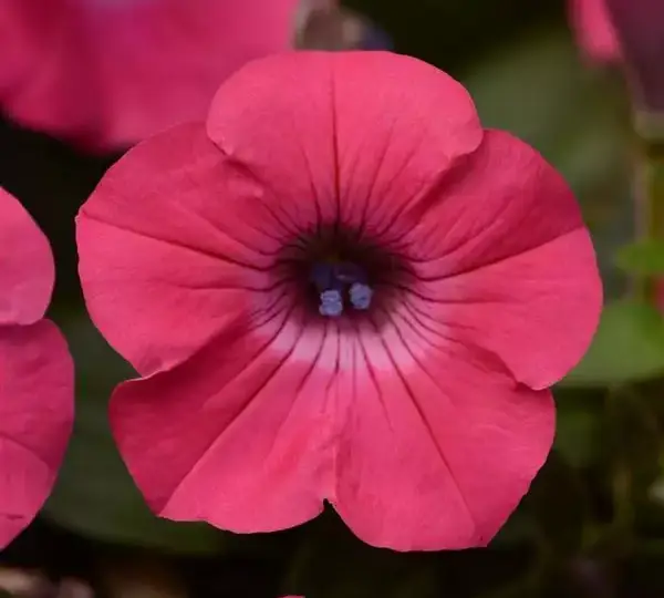 Петуния Тайдл Вейв Хот Пинк - Petunia x hybrida Tidal Wave Hot Pink - Фото №1