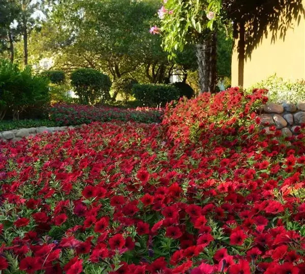 Петуния Тайдл Вейв Ред Велюр - Petunia x hybrida Tidal Wave Red Velour) - Фото №2