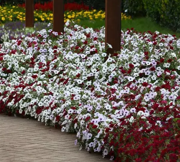 Петуния Тайдл Вейв Ред Велюр - Petunia x hybrida Tidal Wave Red Velour) - Фото №3