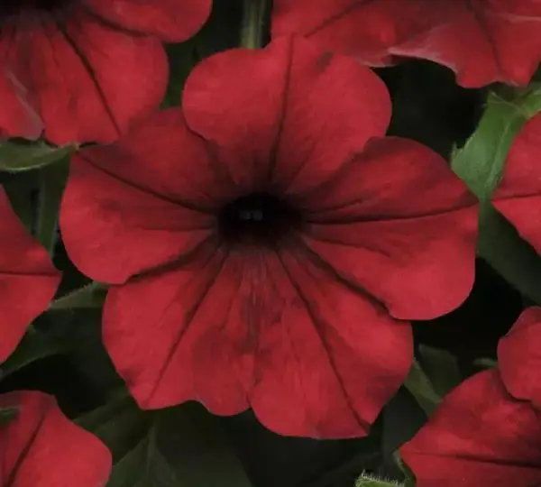 Петуния Тайдл Вейв Ред Велюр - Petunia x hybrida Tidal Wave Red Velour) - Фото №1