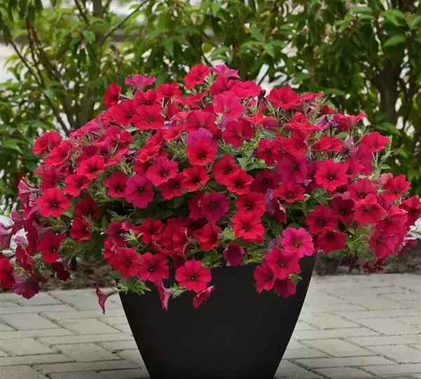 Петуния Вейв Карминный Велюр - Petunia x hybrida Wave Carmine Velour - Фото №2
