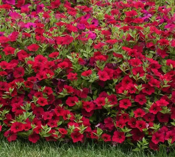 Петуния Вейв Карминный Велюр - Petunia x hybrida Wave Carmine Velour - Фото №3