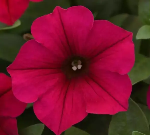 Петуния Вейв Карминный Велюр - Petunia x hybrida Wave Carmine Velour - Фото №1