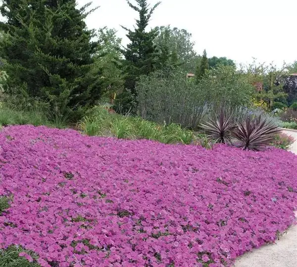 Петуния Вейв Лавандовая - Petunia x hybrida Wave Lavender - Фото №3