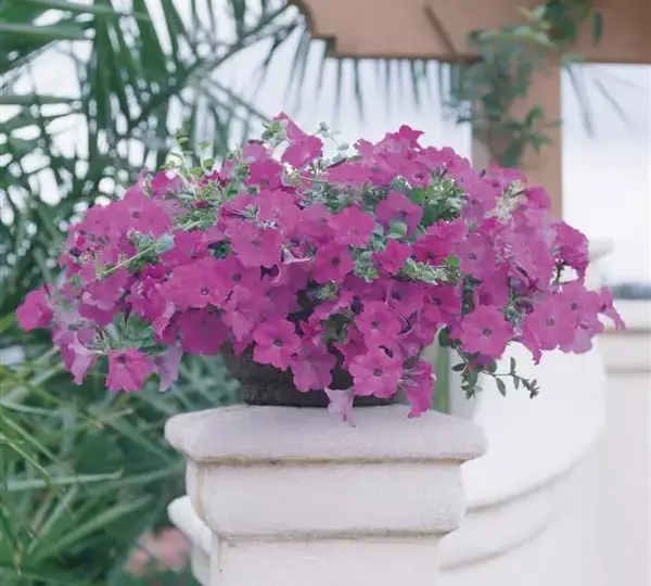 Петуния Вейв Лавандовая - Petunia x hybrida Wave Lavender - Фото №4