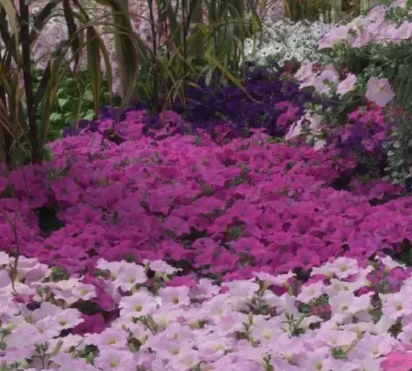 Петуния Вейв Лавандовая - Petunia x hybrida Wave Lavender - Фото №5