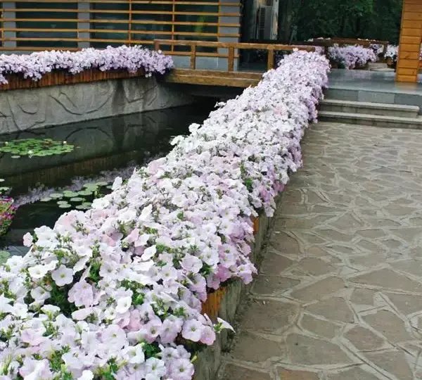 Петуния Вейв Туманный Сиреневый - Petunia x hybrida Wave Misty Lilac - Фото №2