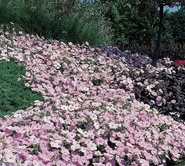 Петуния Вейв Туманный Сиреневый - Petunia x hybrida Wave Misty Lilac - Фото №3