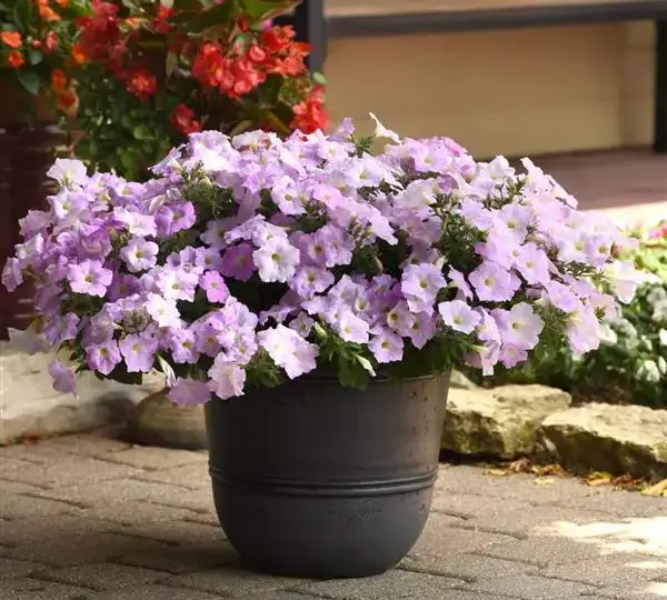 Петуния Вейв Туманный Сиреневый - Petunia x hybrida Wave Misty Lilac - Фото №4