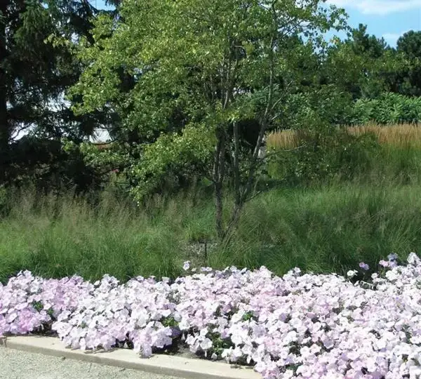 Петуния Вейв Туманный Сиреневый - Petunia x hybrida Wave Misty Lilac - Фото №5