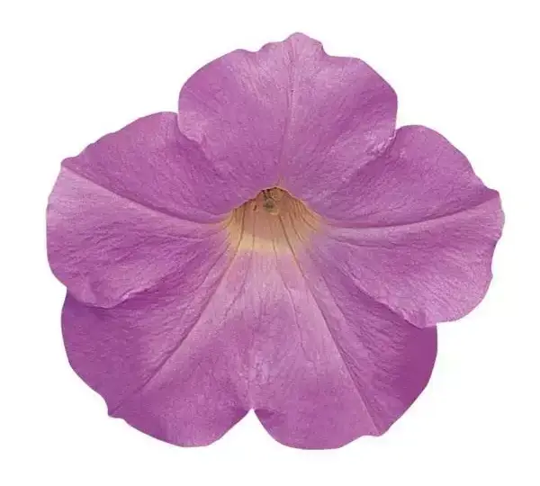 Петуния Вейв Туманный Сиреневый - Petunia x hybrida Wave Misty Lilac - Фото №1