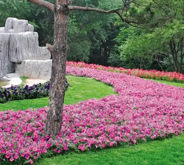 Петуния Вейв Розовая - Petunia x hybrida Wave Pink - Фото №2