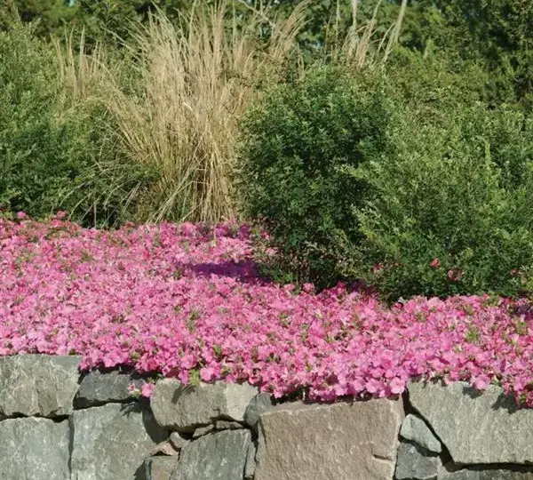 Петуния Вейв Розовая - Petunia x hybrida Wave Pink - Фото №3
