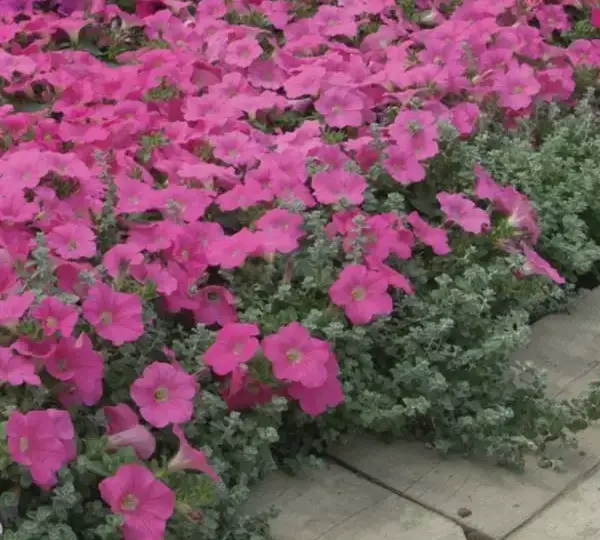 Петуния Вейв Розовая - Petunia x hybrida Wave Pink - Фото №4