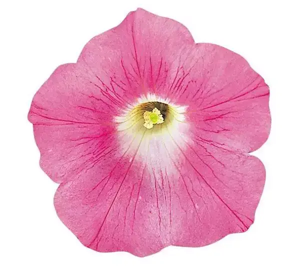 Петуния Вейв Розовая - Petunia x hybrida Wave Pink - Фото №1