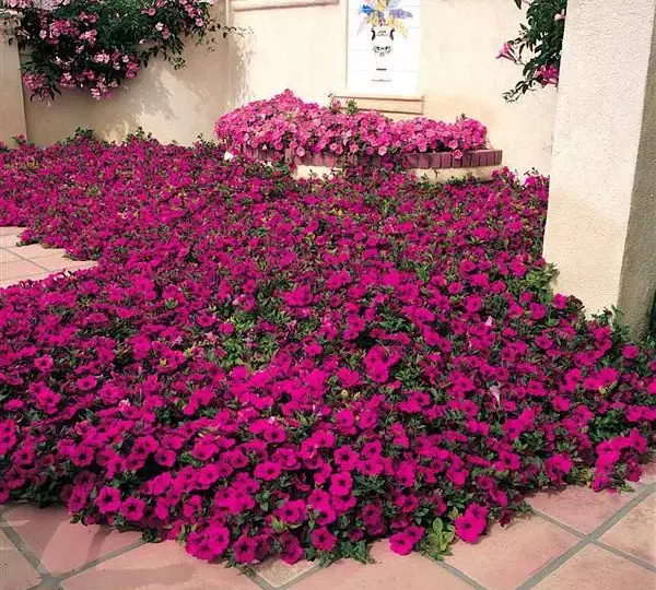 Петуния Вейв Фиолетовая - Petunia x hybrida Wave Purple - Фото №2