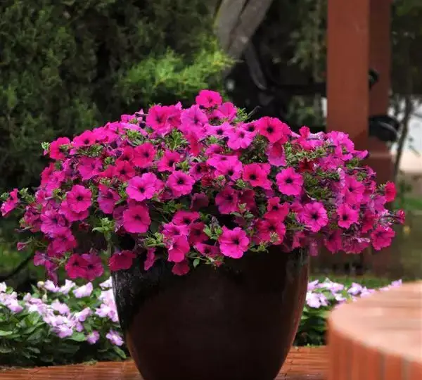 Петуния Вейв Фиолетовая - Petunia x hybrida Wave Purple - Фото №4