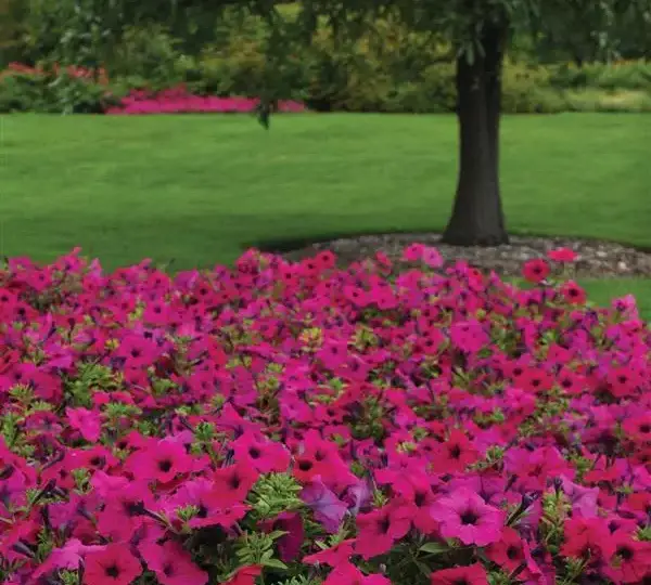Петуния Вейв Фиолетовая - Petunia x hybrida Wave Purple - Фото №5