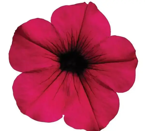 Петуния Вейв Фиолетовая - Petunia x hybrida Wave Purple - Фото №1