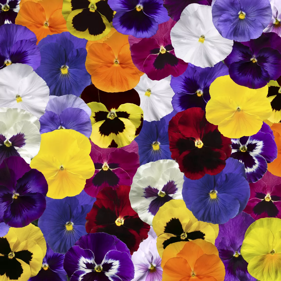 Виола Дельта Про Смесь всех окрасок - Viola x wittrockiana Delta Pro All Colors Mix - Фото №1