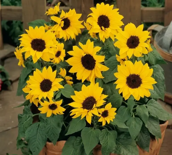 Подсолнечник Баллада - Helianthus annuus Ballad - Фото №2