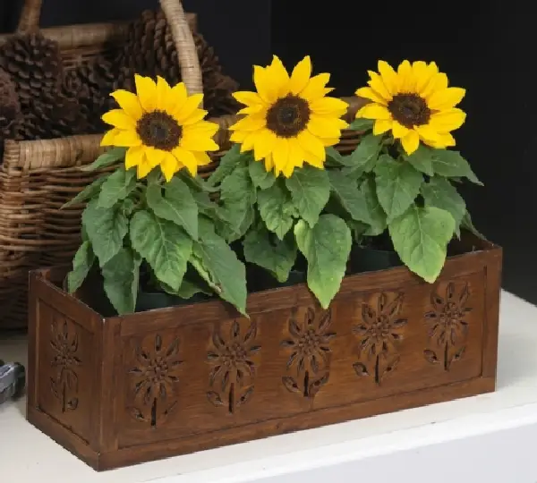 Подсолнечник Баллада - Helianthus annuus Ballad - Фото №3