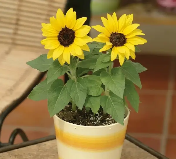 Подсолнечник Баллада - Helianthus annuus Ballad - Фото №4