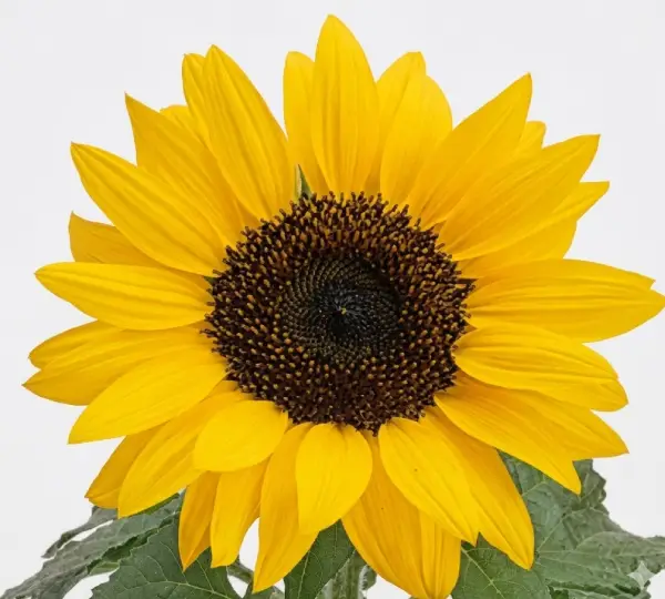 Подсолнечник Баллада - Helianthus annuus Ballad - Фото №1
