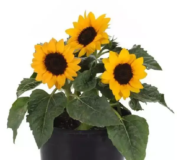 Подсолнечник Мисс Саншайн - Helianthus annuus Miss Sunshine - Фото №2