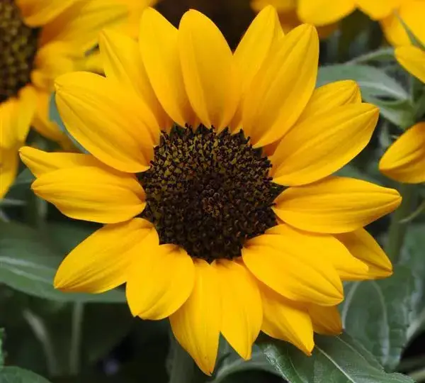 Подсолнечник Мисс Саншайн - Helianthus annuus Miss Sunshine - Фото №1