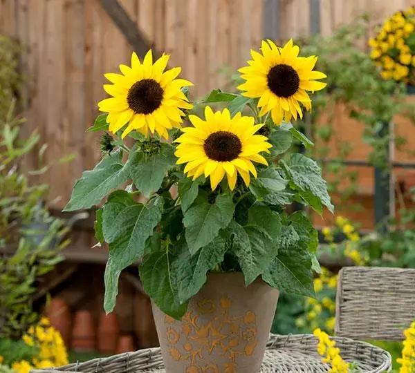 Подсолнечник SunBuzz - Helianthus annuus SunBuzz - Фото №2