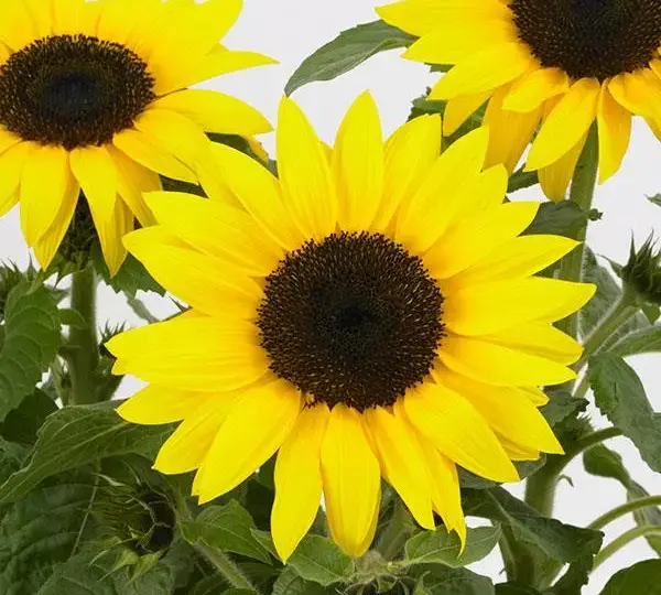 Подсолнечник SunBuzz - Helianthus annuus SunBuzz - Фото №1