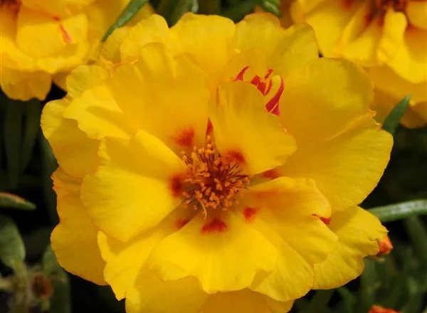 Портулак Хеппи Хаур Банана - Portulaca Happy Hour Banana Portulaca - Фото №1