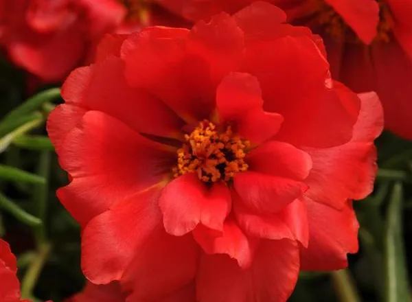 Портулак Хеппи Хаур Deep Red  - Portulaca Happy Hour Deep Red  - Фото №1