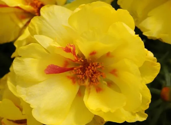 Портулак Хеппи Хаур Лимон - Portulaca Happy Hour Lemon  - Фото №1