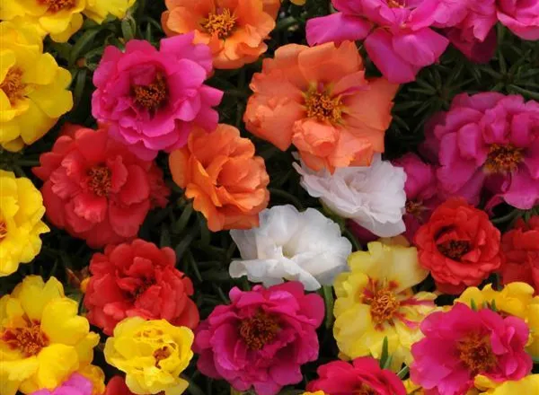 Портулак Хеппи Хаур Микс - Portulaca Happy Hour Mixture  - Фото №1