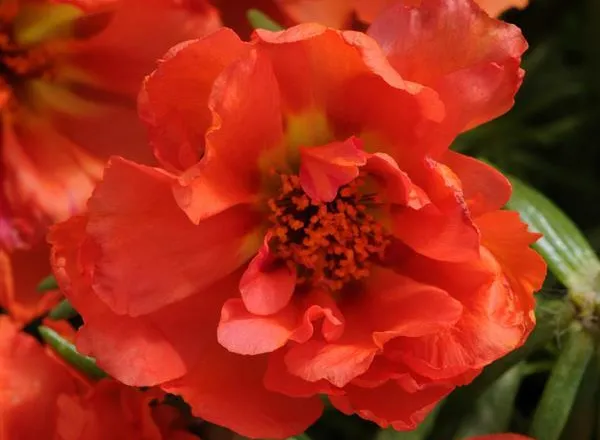 Портулак Хеппи Хаур Orange  - Portulaca Happy Hour Orange  - Фото №1