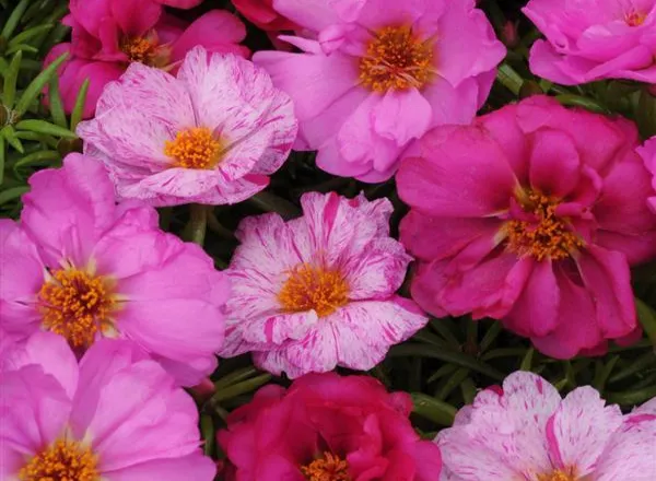 Портулак Хеппи Хаур Pink Passion Mixture  - Portulaca Happy Hour Pink Passion Mixture  - Фото №1