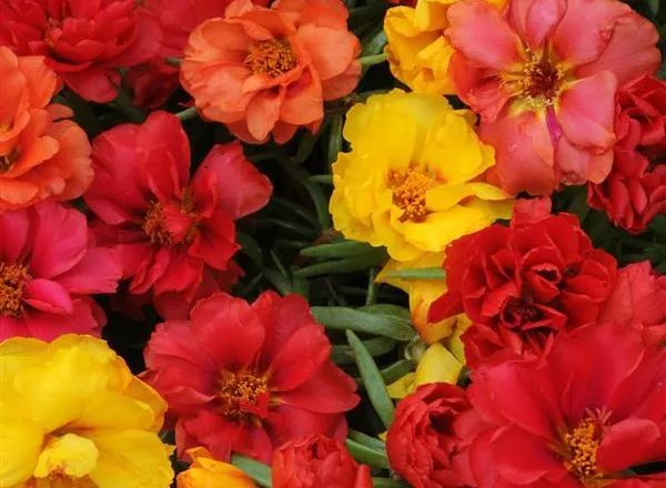 Портулак Хеппи Хаур Тропический Микс - Portulaca Happy Hour Tropical Mixture  - Фото №1