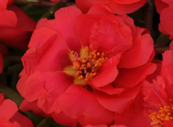Портулак Хеппи Трилс Deep Red   - Portulaca Happy Trails Deep Red  - Фото №1
