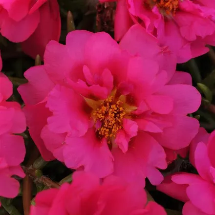 Портулак Хеппи Трилс Fuchsia - Portulaca Happy Trails Fuchsia  - Фото №1