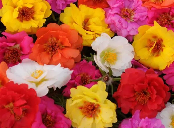 Портулак Хеппи Трилс Микс - Portulaca Happy Trails Mixture  - Фото №1