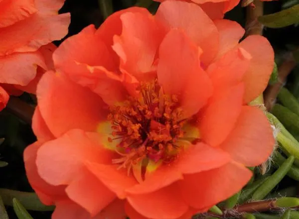 Портулак Хеппи Трилс Orange - Portulaca Happy Trails Orange - Фото №1