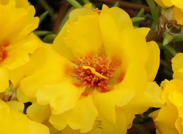 Портулак Хеппи Трилс Yellow  - Portulaca Happy Trails Yellow - Фото №1
